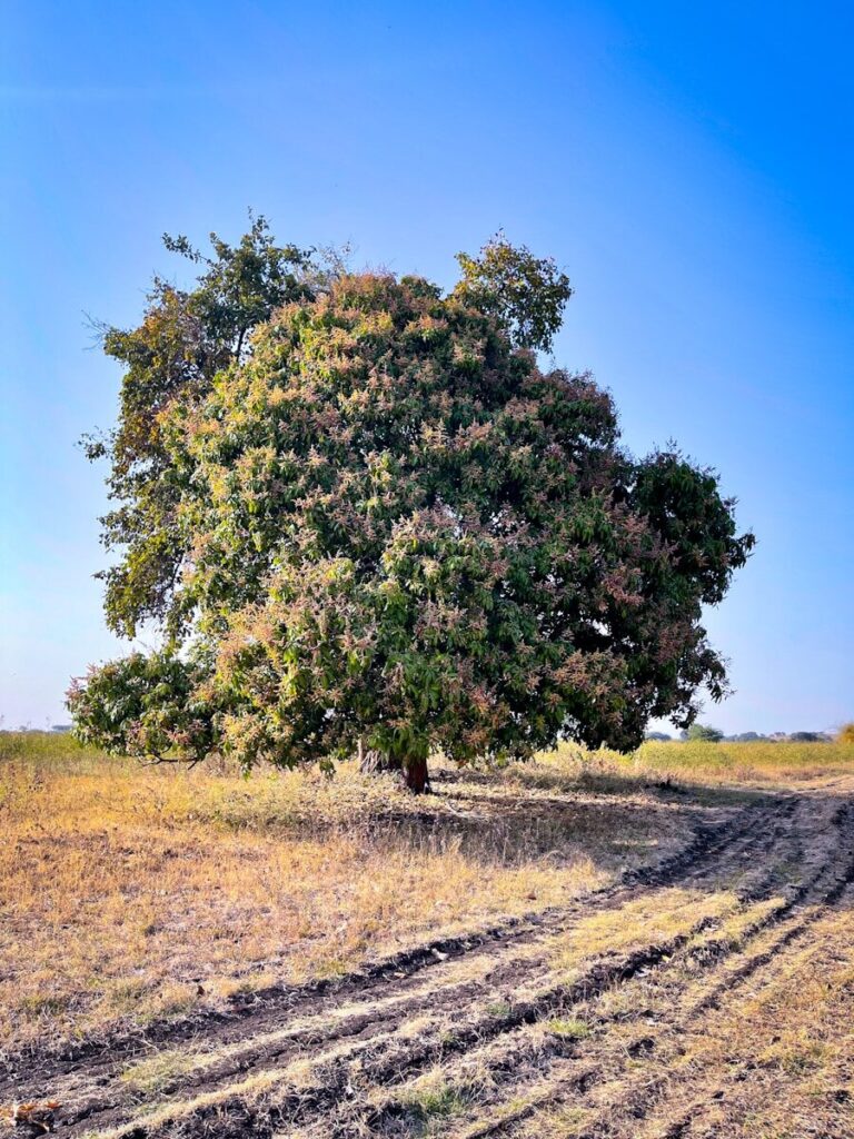 a tree in a field